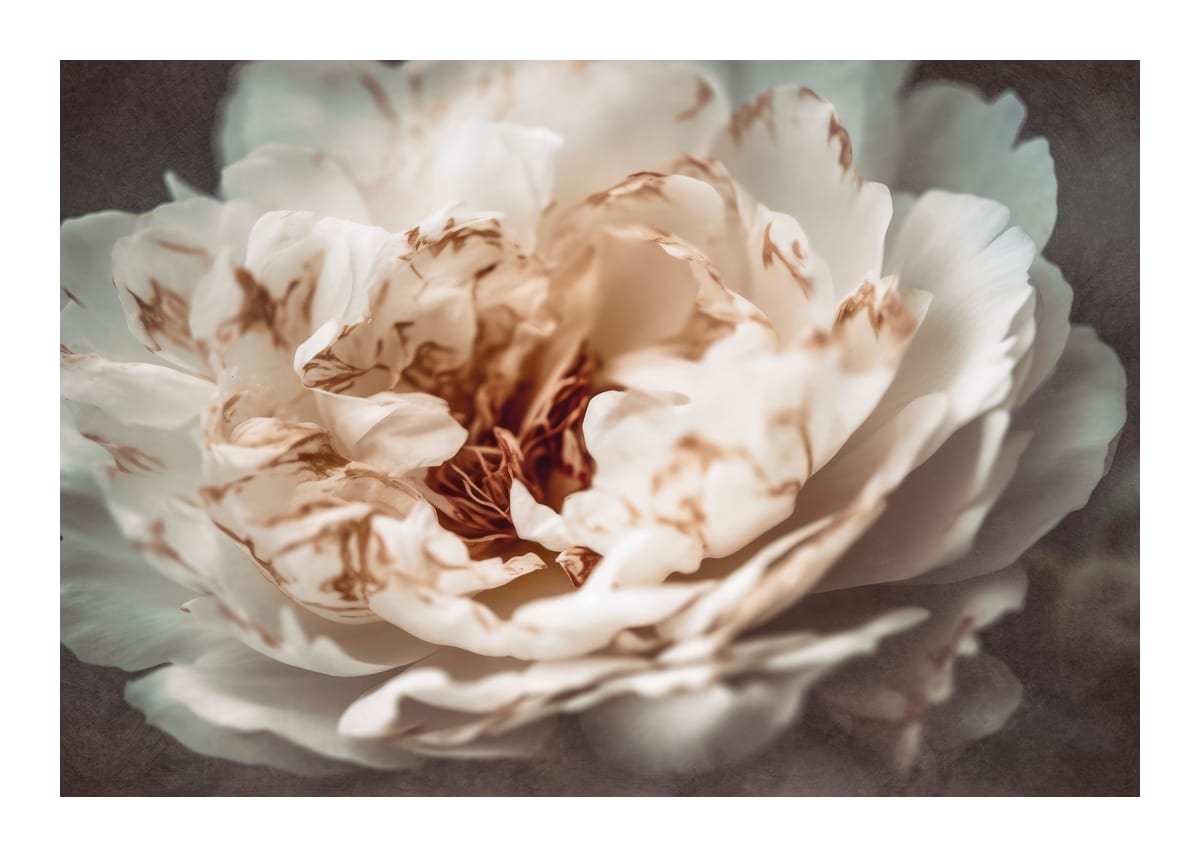 variant-50x70_with-margin