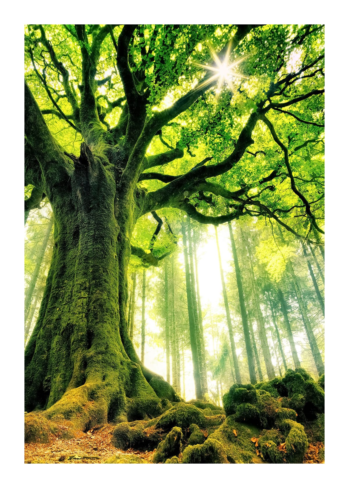 variant-50x70_with-margin