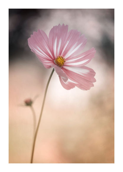 variant-50x70_with-margin