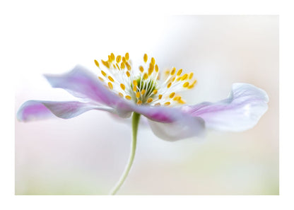 variant-50x70_with-margin