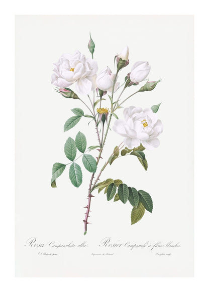variant-50x70_with-margin
