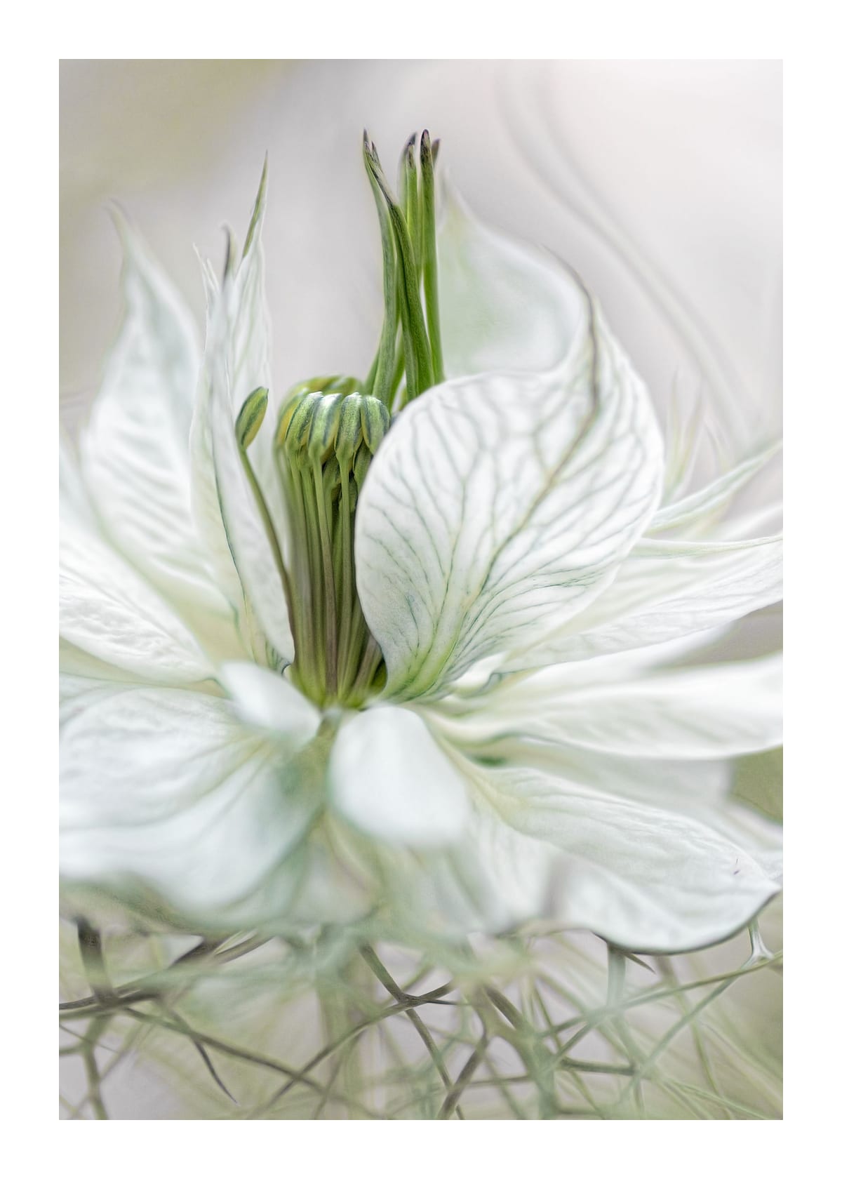 variant-50x70_with-margin