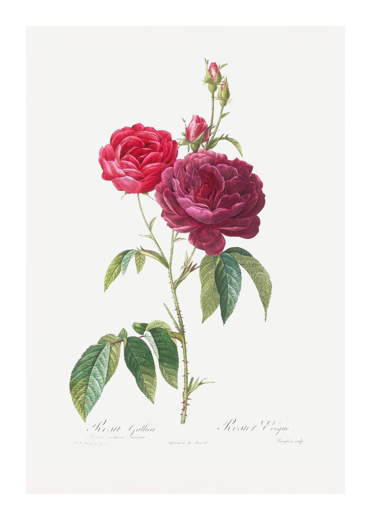 variant-50x70_with-margin