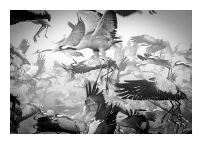 variant-50x70_with-margin