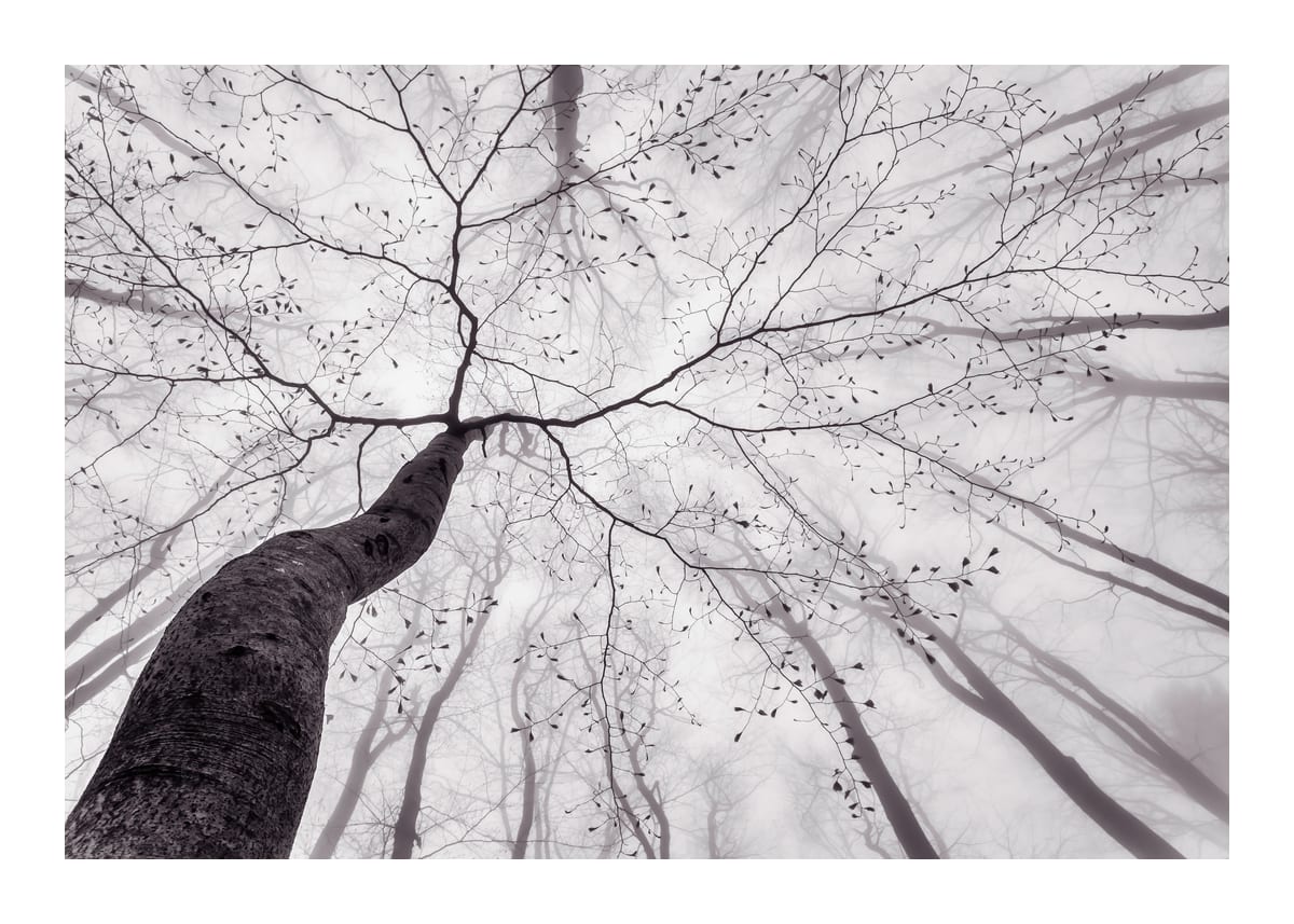 variant-50x70_with-margin
