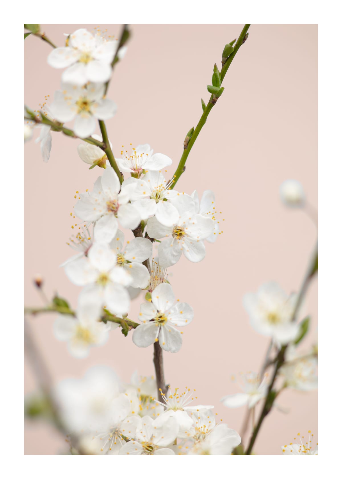 variant-50x70_with-margin