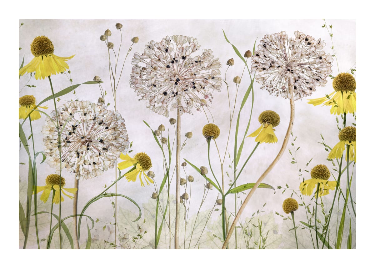 variant-50x70_with-margin