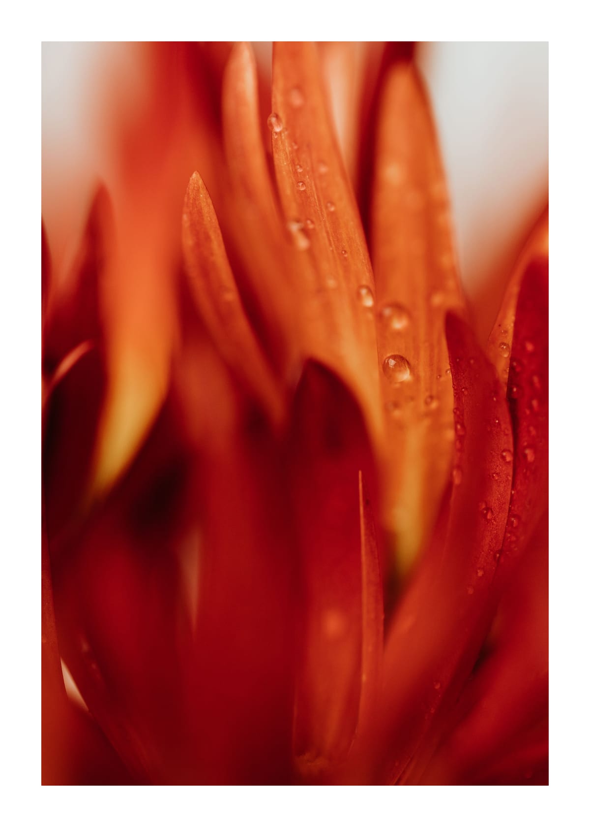 variant-50x70_with-margin