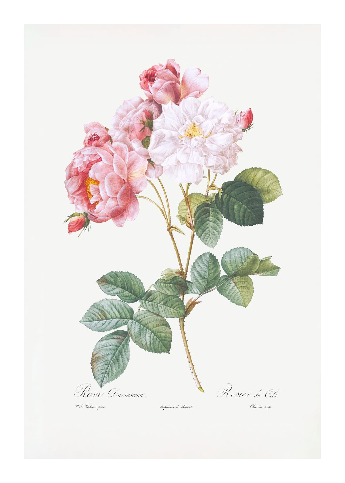variant-50x70_with-margin