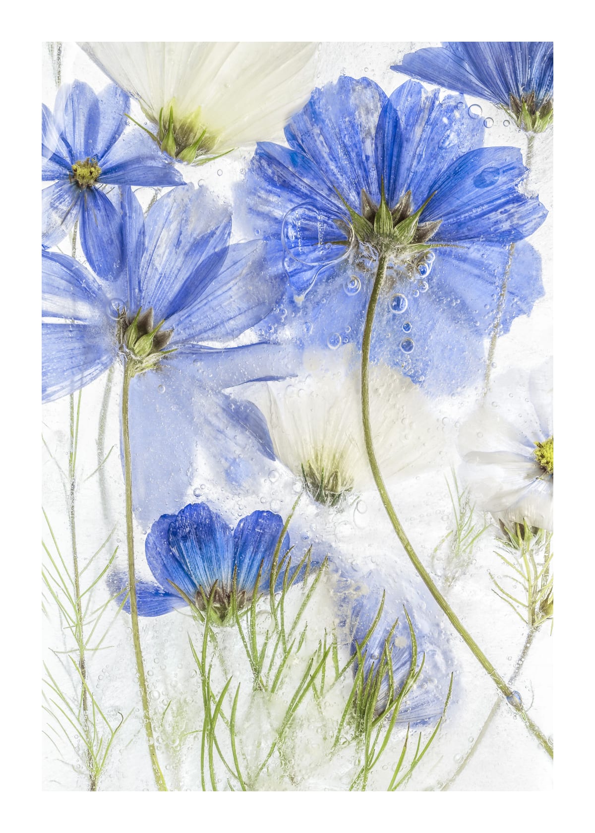 variant-50x70_with-margin