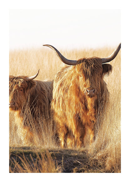 variant-50x70_with-margin