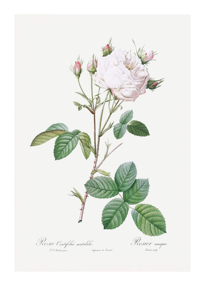 variant-50x70_with-margin