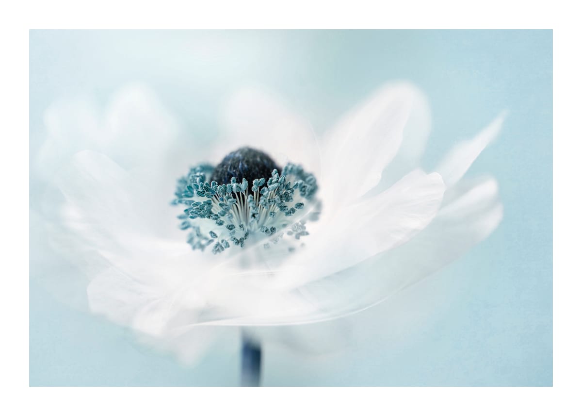 variant-50x70_with-margin