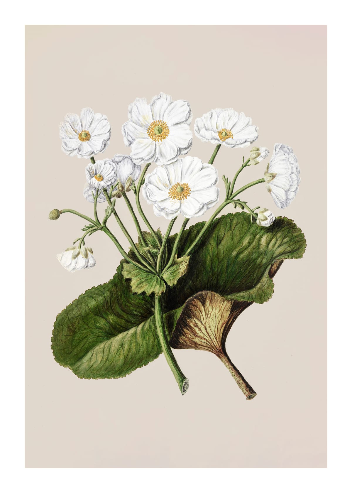 variant-50x70_with-margin