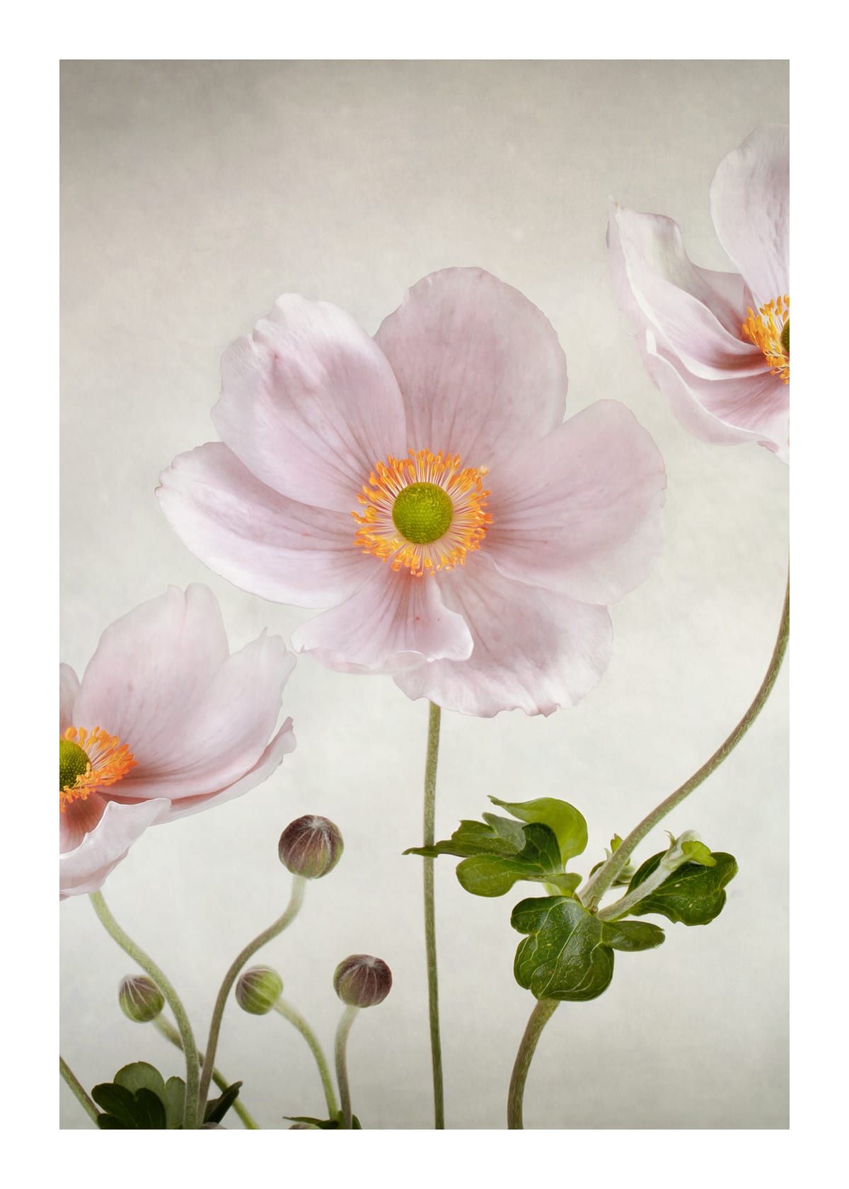 variant-50x70_with-margin