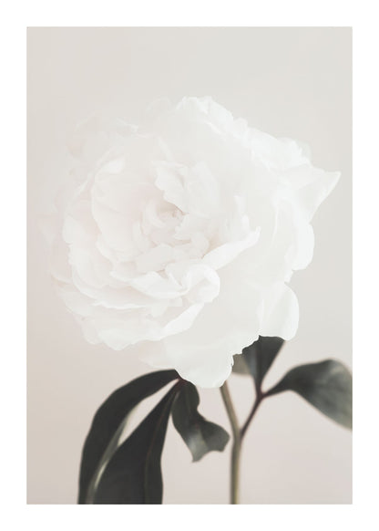 variant-50x70_with-margin