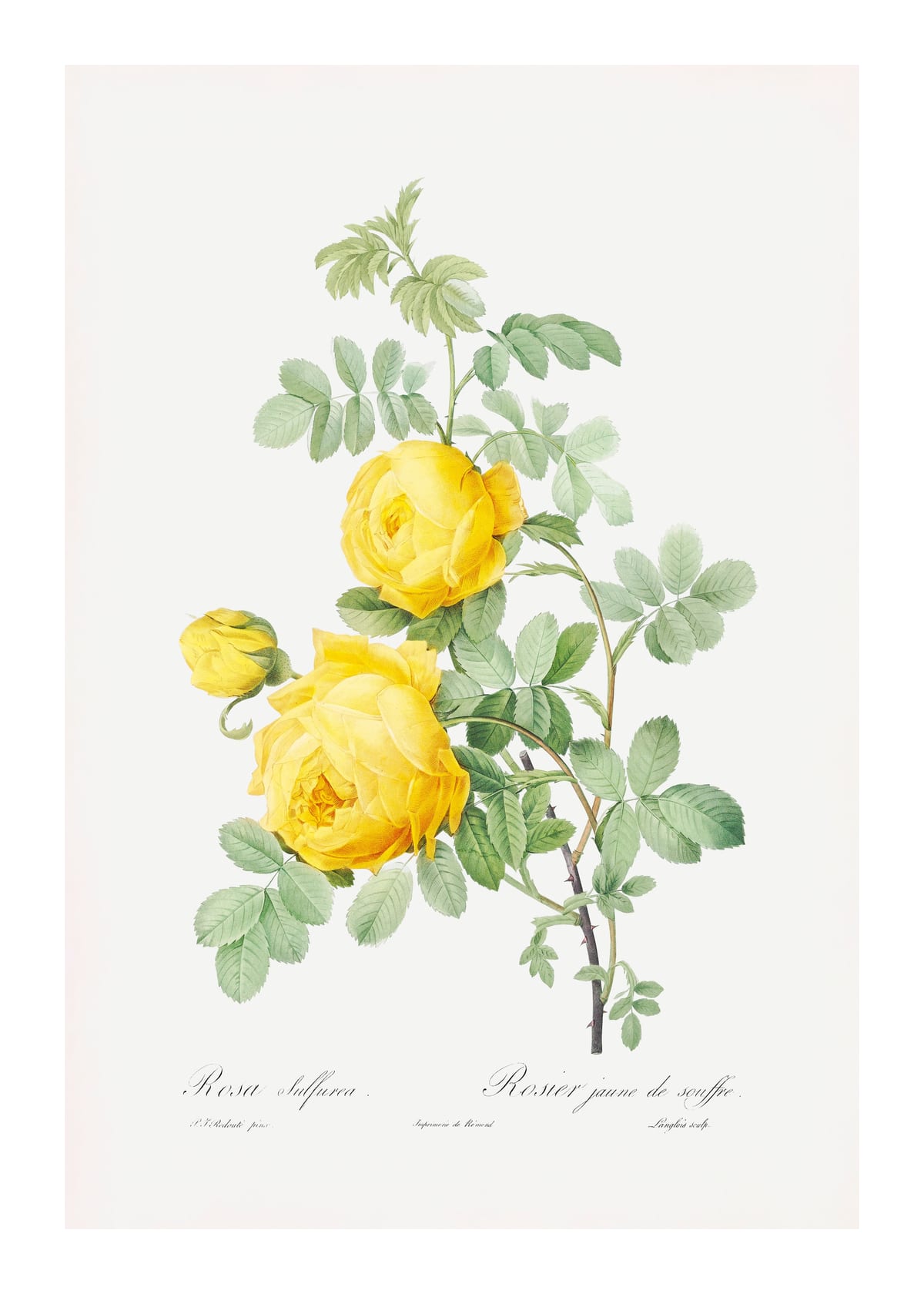 variant-50x70_with-margin