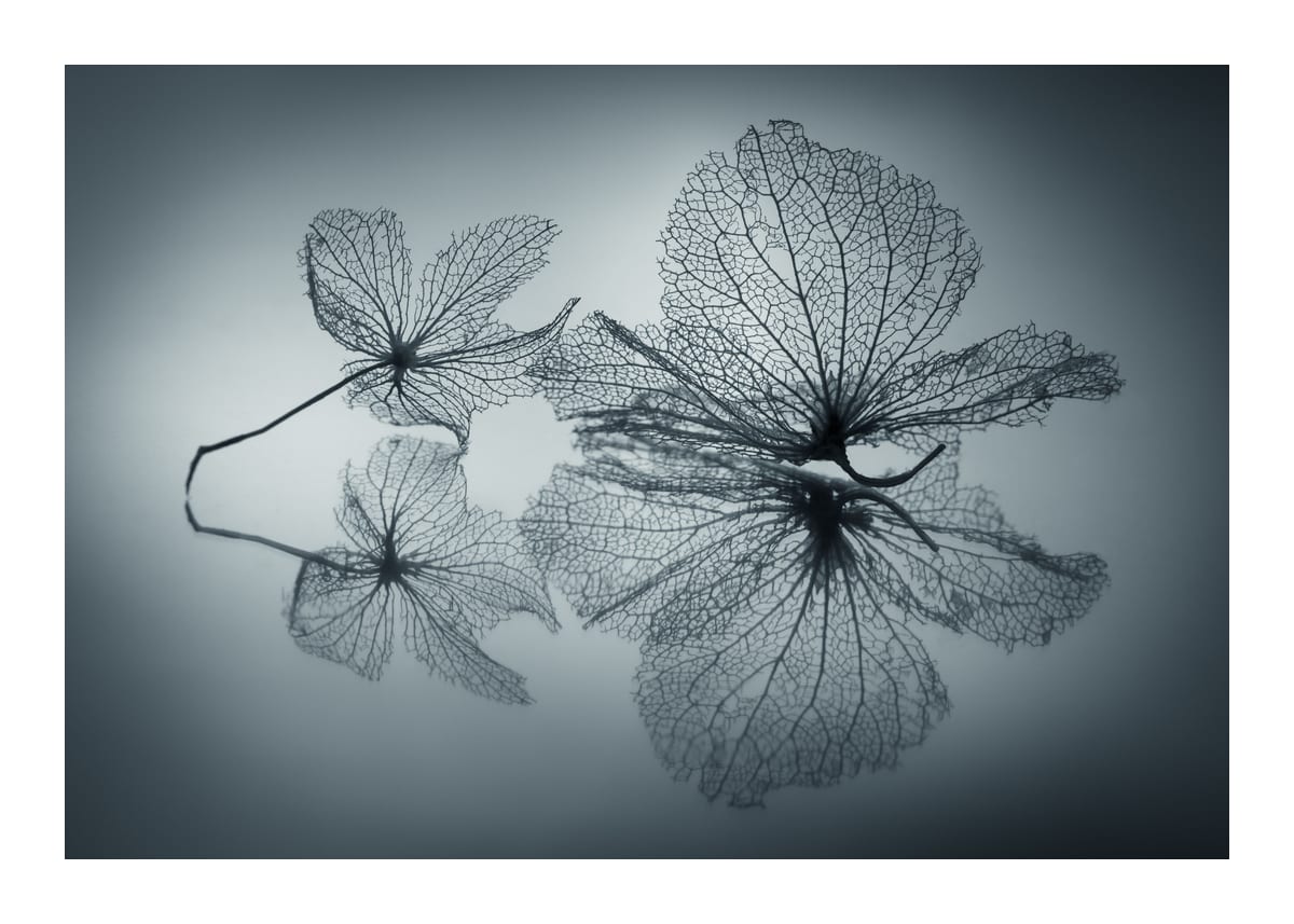 variant-50x70_with-margin