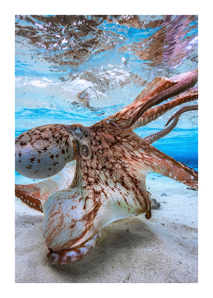 variant-50x70_with-margin