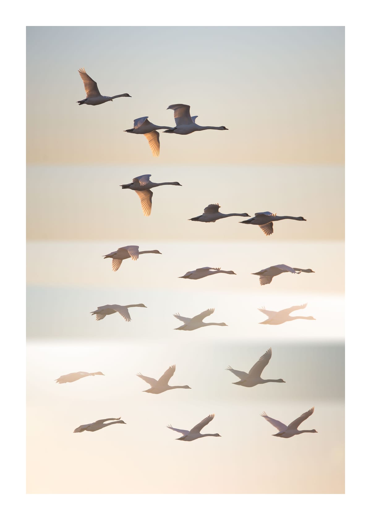 variant-50x70_with-margin