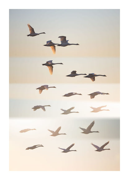 variant-50x70_with-margin