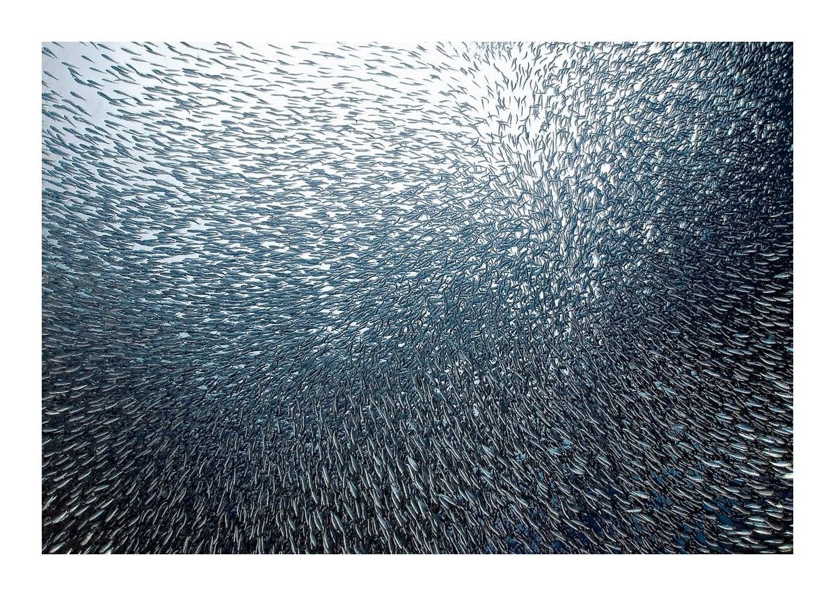 variant-50x70_with-margin