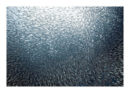 variant-50x70_with-margin