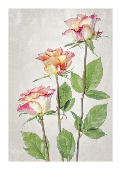 variant-50x70_with-margin