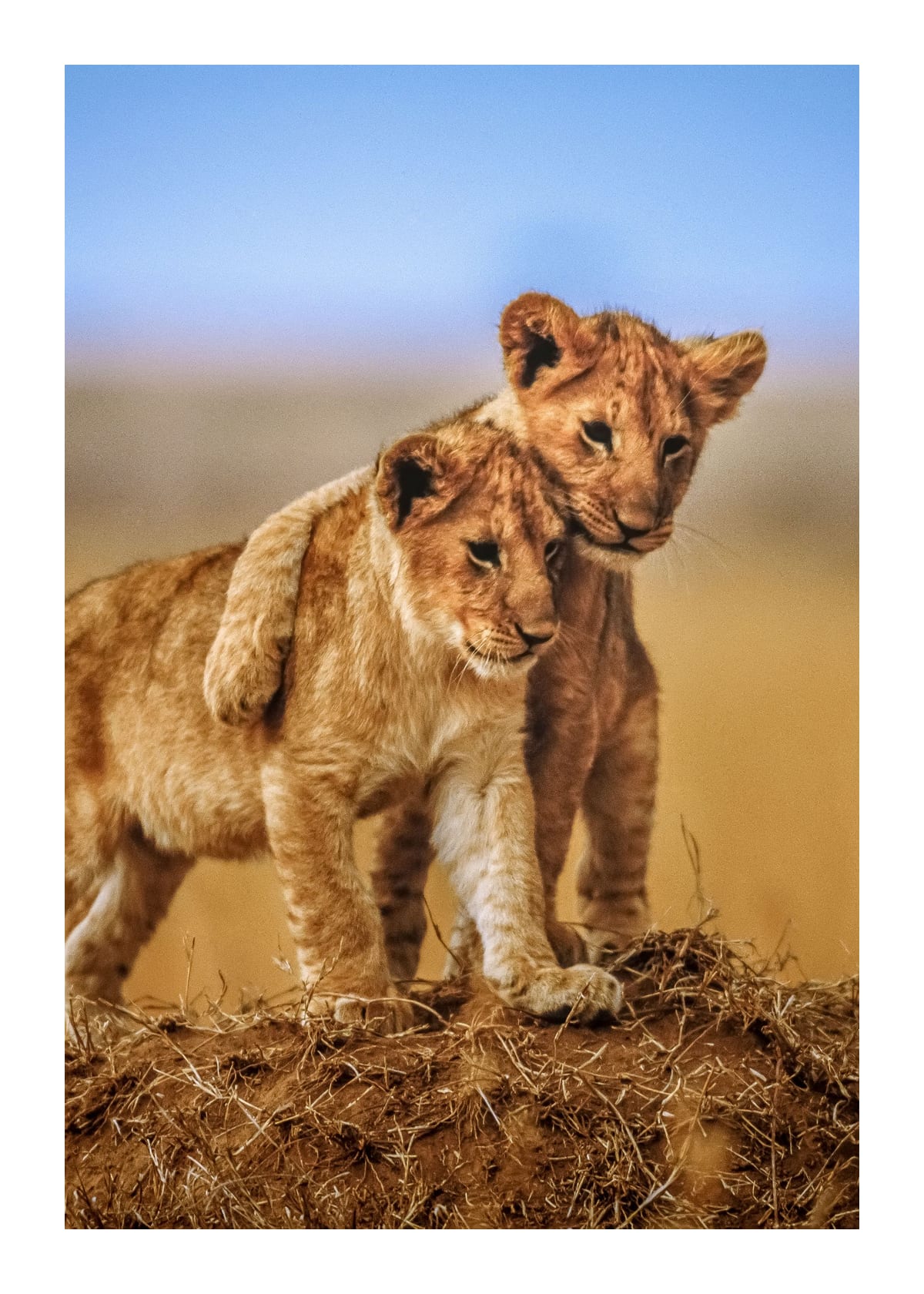 variant-50x70_with-margin
