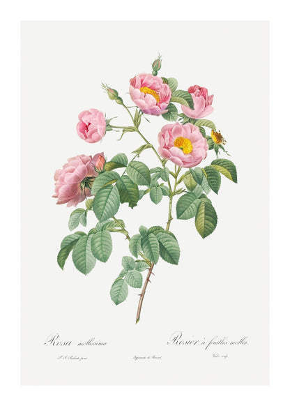 variant-50x70_with-margin