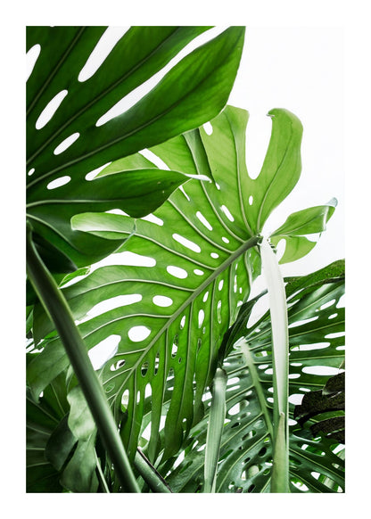 variant-50x70_with-margin