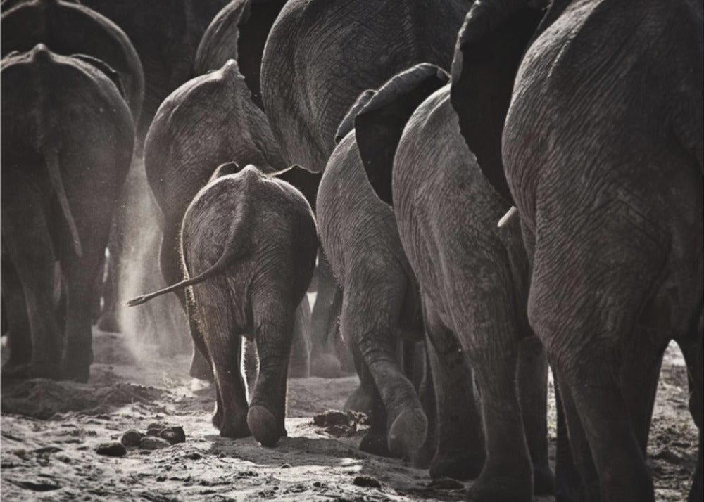 A powerful black and white photograph from a low, rear angle of a herd of elephants walking away. A small baby elephant is centered, protected amongst the larger adults as they kick up dust on the dry ground. Wall Art