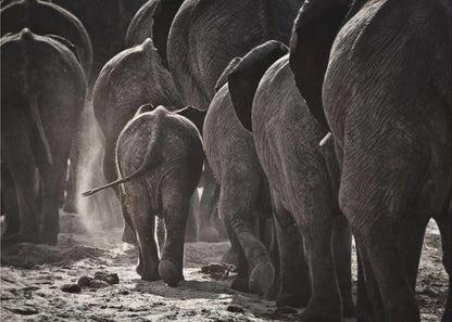 A powerful black and white photograph from a low, rear angle of a herd of elephants walking away. A small baby elephant is centered, protected amongst the larger adults as they kick up dust on the dry ground. Wall Art