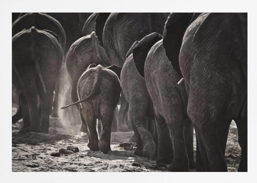 A powerful black and white photograph from a low, rear angle of a herd of elephants walking away. A small baby elephant is centered, protected amongst the larger adults as they kick up dust on the dry ground. Wall Art