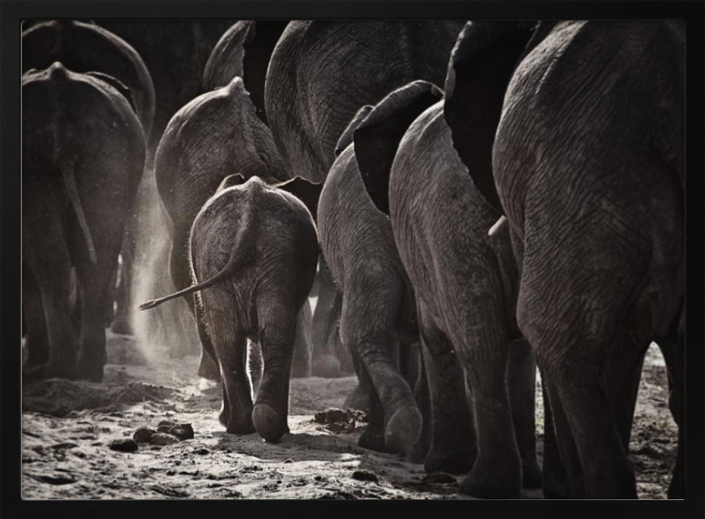 A powerful black and white photograph from a low, rear angle of a herd of elephants walking away. A small baby elephant is centered, protected amongst the larger adults as they kick up dust on the dry ground. Wall Art