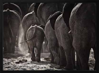 A powerful black and white photograph from a low, rear angle of a herd of elephants walking away. A small baby elephant is centered, protected amongst the larger adults as they kick up dust on the dry ground. Wall Art