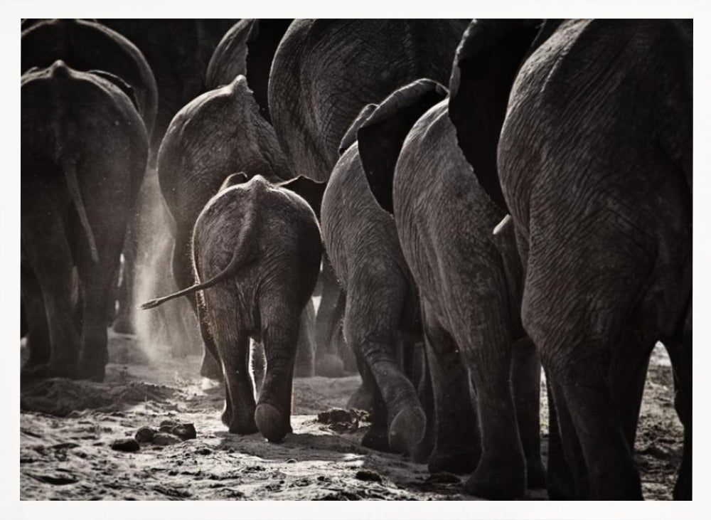A powerful black and white photograph from a low, rear angle of a herd of elephants walking away. A small baby elephant is centered, protected amongst the larger adults as they kick up dust on the dry ground. Wall Art