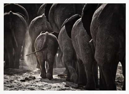 A powerful black and white photograph from a low, rear angle of a herd of elephants walking away. A small baby elephant is centered, protected amongst the larger adults as they kick up dust on the dry ground. Wall Art
