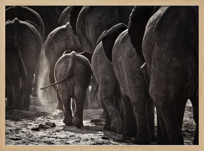 A powerful black and white photograph from a low, rear angle of a herd of elephants walking away. A small baby elephant is centered, protected amongst the larger adults as they kick up dust on the dry ground. Wall Art