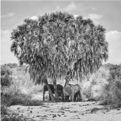 A black and white photograph of a small herd of elephants taking shelter from the sun under the dense foliage of a large palm tree in a dry, arid landscape. The photo is presented in a light wood frame. Poster