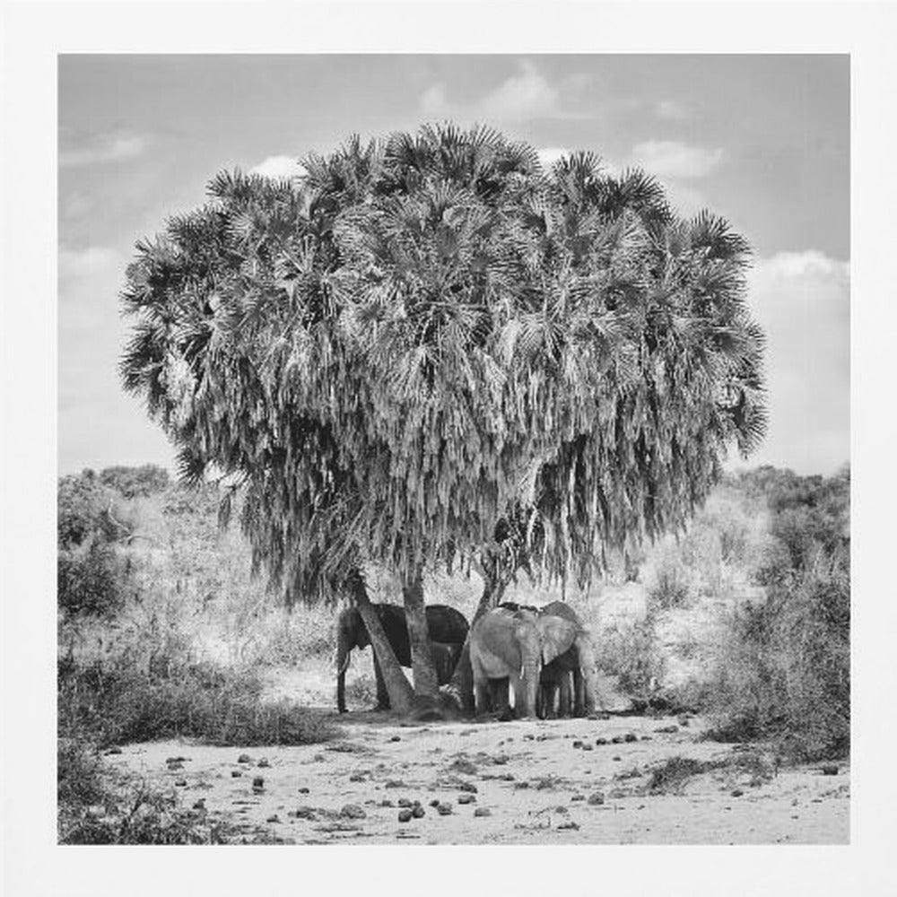 A black and white photograph of a small herd of elephants taking shelter from the sun under the dense foliage of a large palm tree in a dry, arid landscape. The photo is presented in a light wood frame. Poster