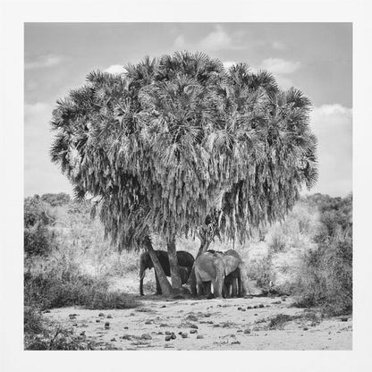 A black and white photograph of a small herd of elephants taking shelter from the sun under the dense foliage of a large palm tree in a dry, arid landscape. The photo is presented in a light wood frame. Poster