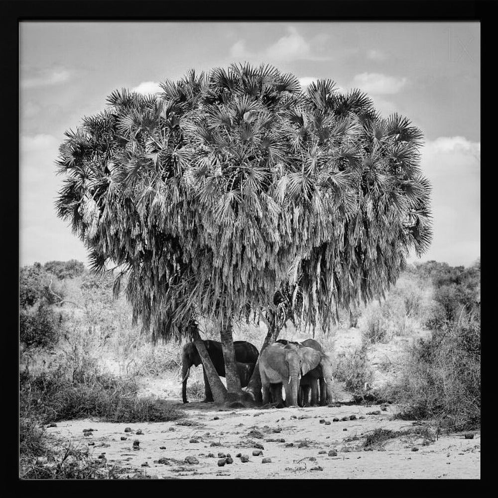 A black and white photograph of a small herd of elephants taking shelter from the sun under the dense foliage of a large palm tree in a dry, arid landscape. The photo is presented in a light wood frame. Poster