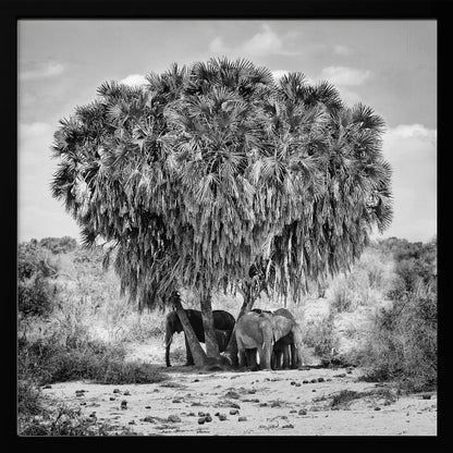 A black and white photograph of a small herd of elephants taking shelter from the sun under the dense foliage of a large palm tree in a dry, arid landscape. The photo is presented in a light wood frame. Poster
