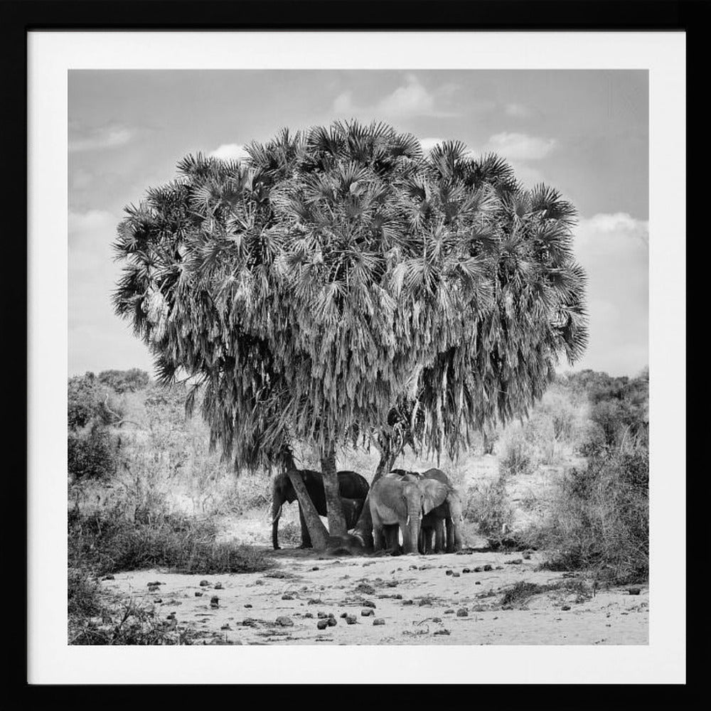A black and white photograph of a small herd of elephants taking shelter from the sun under the dense foliage of a large palm tree in a dry, arid landscape. The photo is presented in a light wood frame. Poster