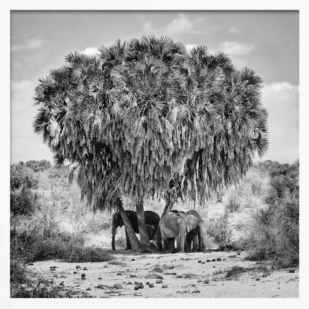 A black and white photograph of a small herd of elephants taking shelter from the sun under the dense foliage of a large palm tree in a dry, arid landscape. The photo is presented in a light wood frame. Poster