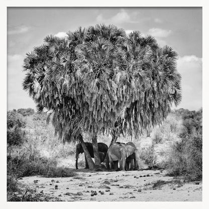 A black and white photograph of a small herd of elephants taking shelter from the sun under the dense foliage of a large palm tree in a dry, arid landscape. The photo is presented in a light wood frame. Poster