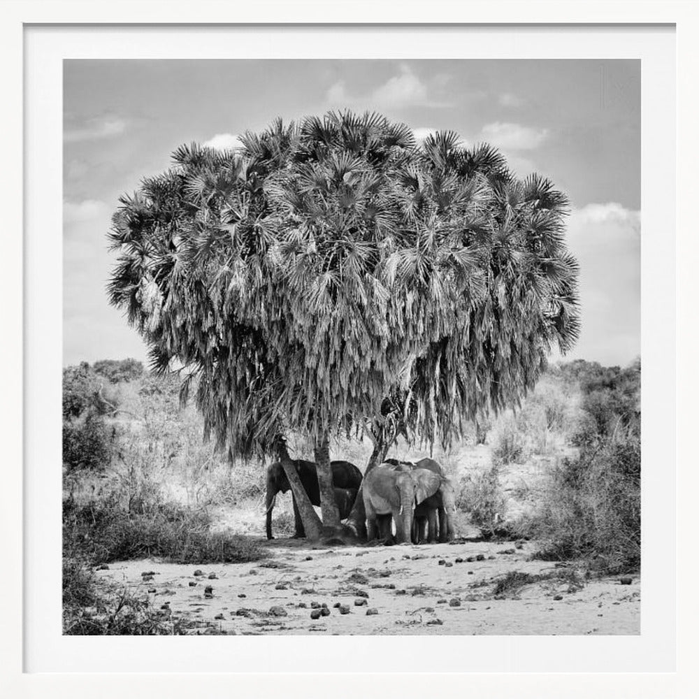 A black and white photograph of a small herd of elephants taking shelter from the sun under the dense foliage of a large palm tree in a dry, arid landscape. The photo is presented in a light wood frame. Poster