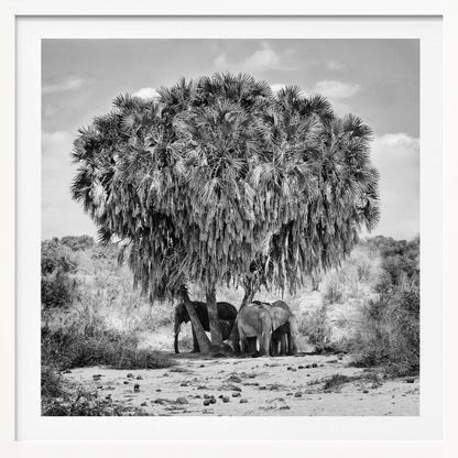 A black and white photograph of a small herd of elephants taking shelter from the sun under the dense foliage of a large palm tree in a dry, arid landscape. The photo is presented in a light wood frame. Poster