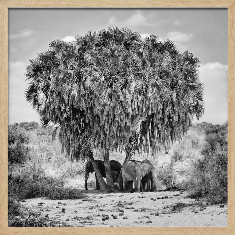 A black and white photograph of a small herd of elephants taking shelter from the sun under the dense foliage of a large palm tree in a dry, arid landscape. The photo is presented in a light wood frame. Poster